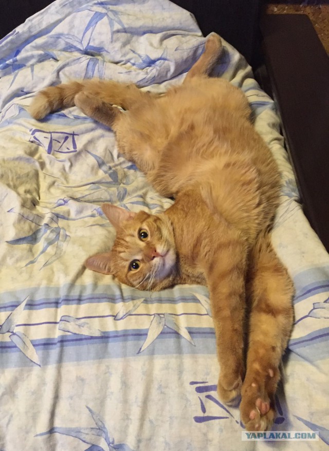 Настоящее предназначение капюшона