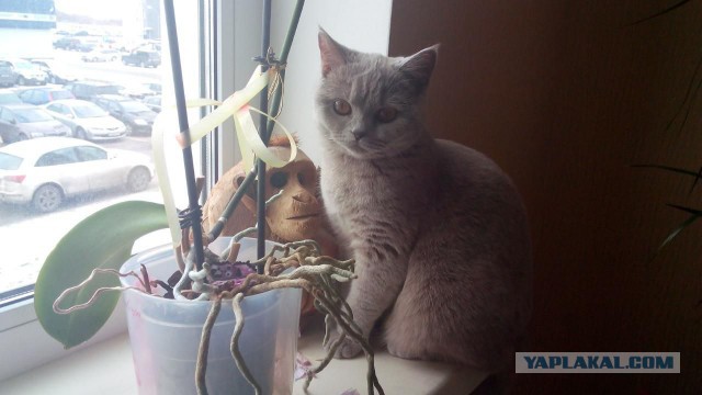 Котовторник  01.03.2016