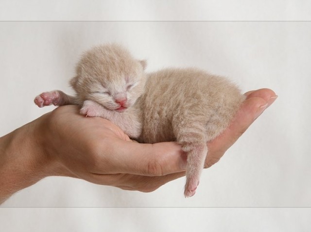 Коты, кошки, котята