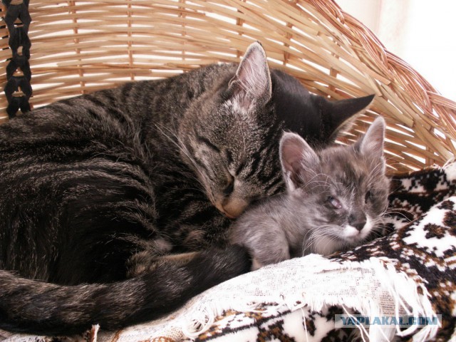 Сонник кошка с котятами