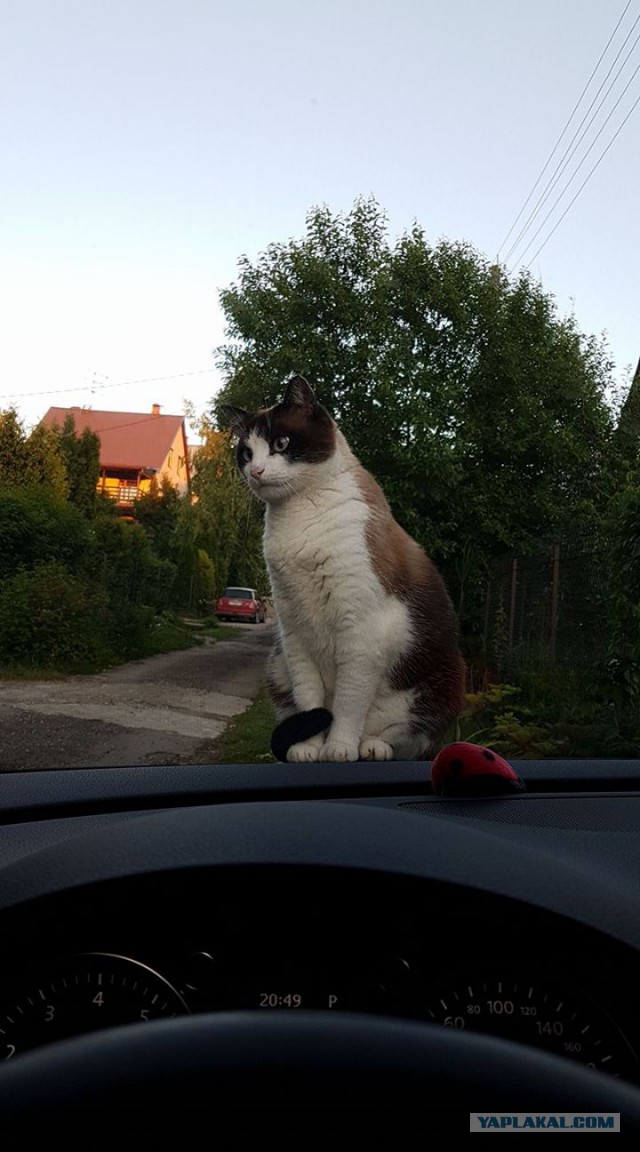 Котовторник 11.07.2017