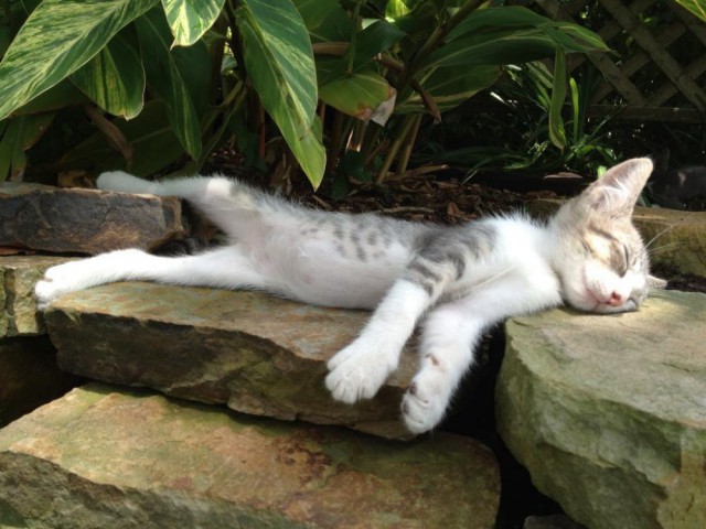 Коты и Кошки