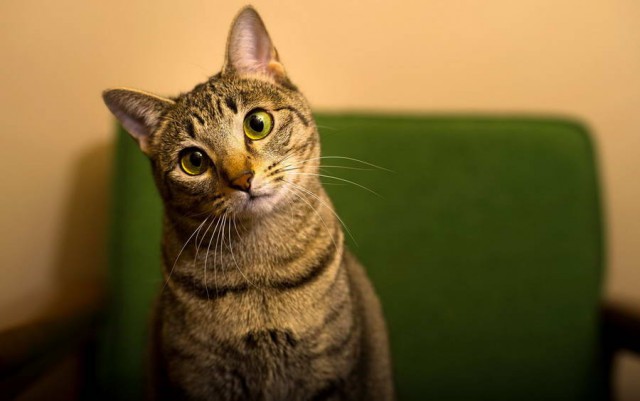Коты и Кошки