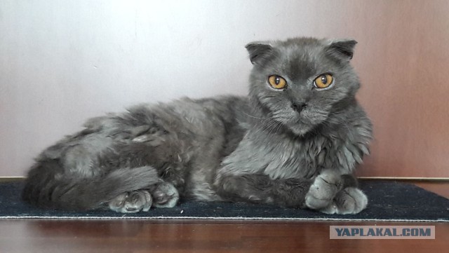 Меня завёл себе кот