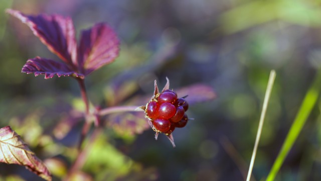 Просто Природа