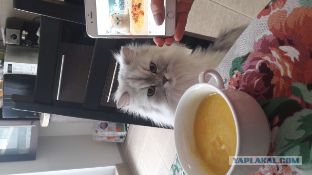 Котовторник ждали? А вот и он!