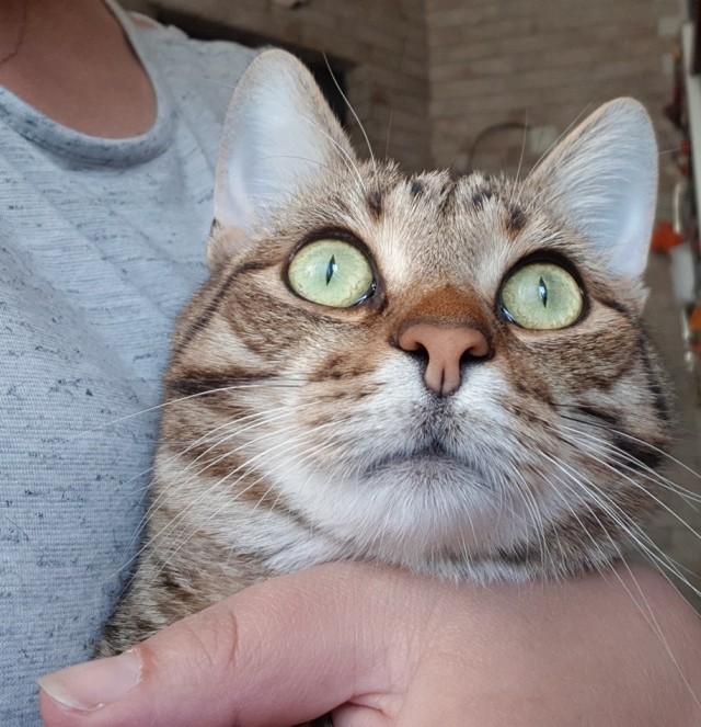 Котовторник 29.5.18