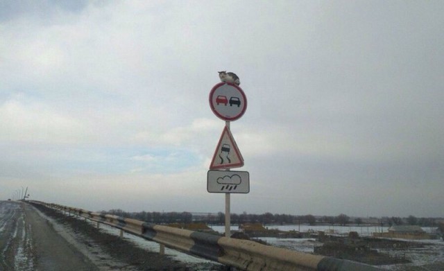 Живность из сети