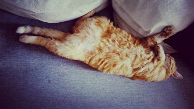 Котовторник 19.06.2018