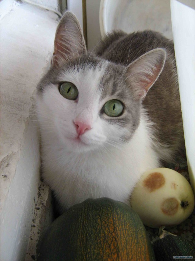 Котовторник на 03.02.2009