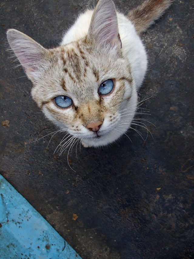 Последний котовторник августа