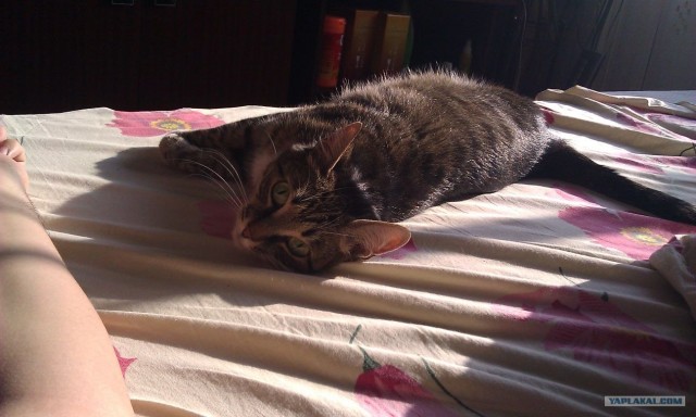 Сегодня котовторник, а котиков все нет