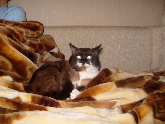 Котовторник с Кузей