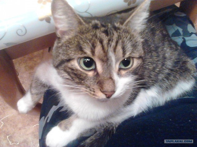 Котовторник 1.11.11