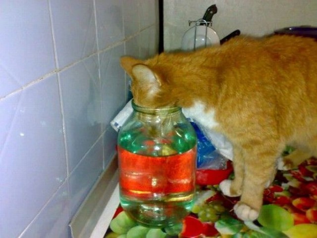Котовторник!
