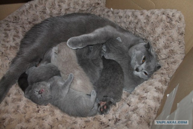 Котовторник (07.02.2012)