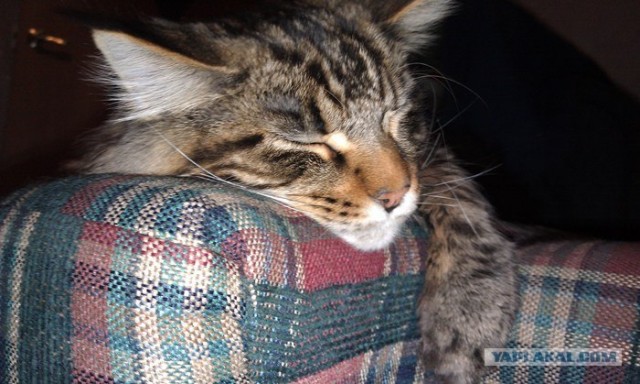 Котовторник 27.03.2012