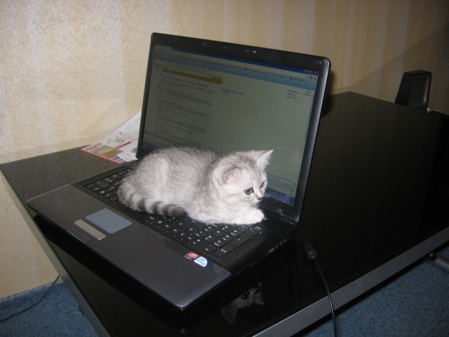 Котовторник 24.04.2012