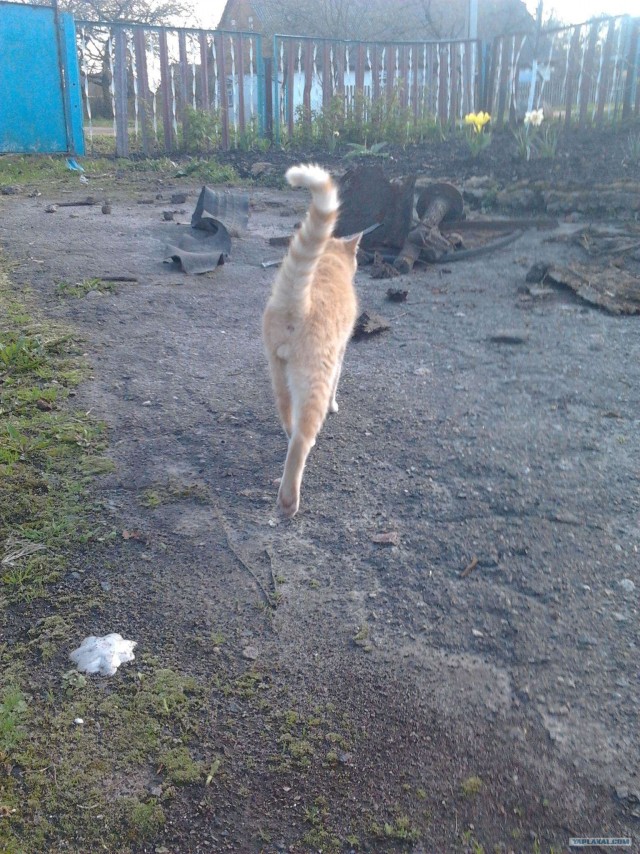 Котовторник (15.05.2012)