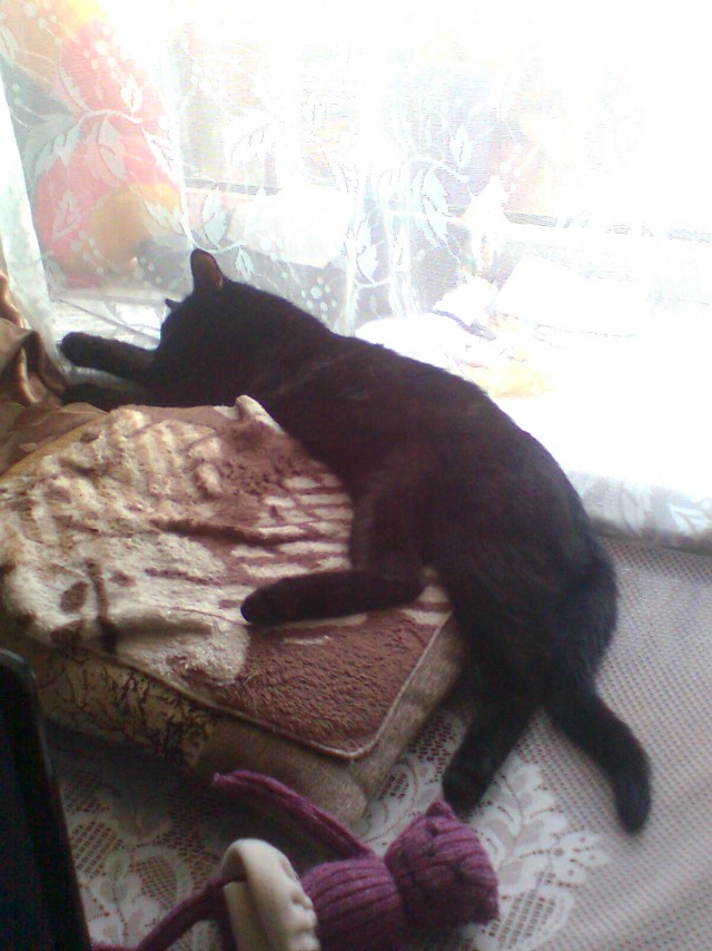 Котовторник  19.06.2012