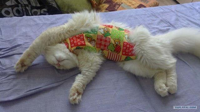 Котовторник 03 07 2012