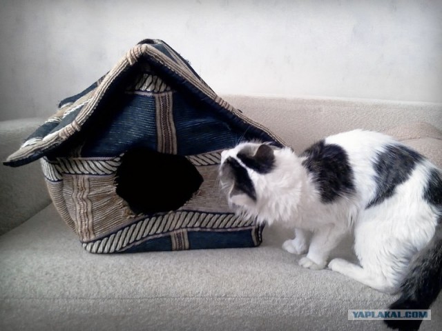Котовторник  17.07.2012