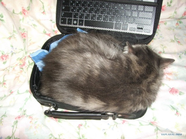 Котовторник 31.07.2012 г.