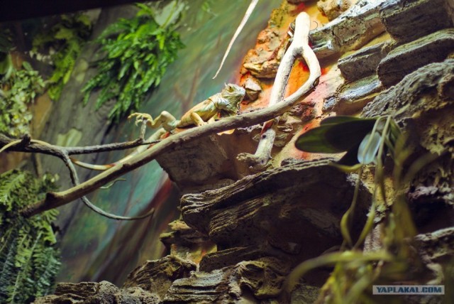 Московский зоопарк