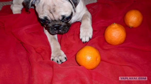 Английский бульдог! Чудо собака