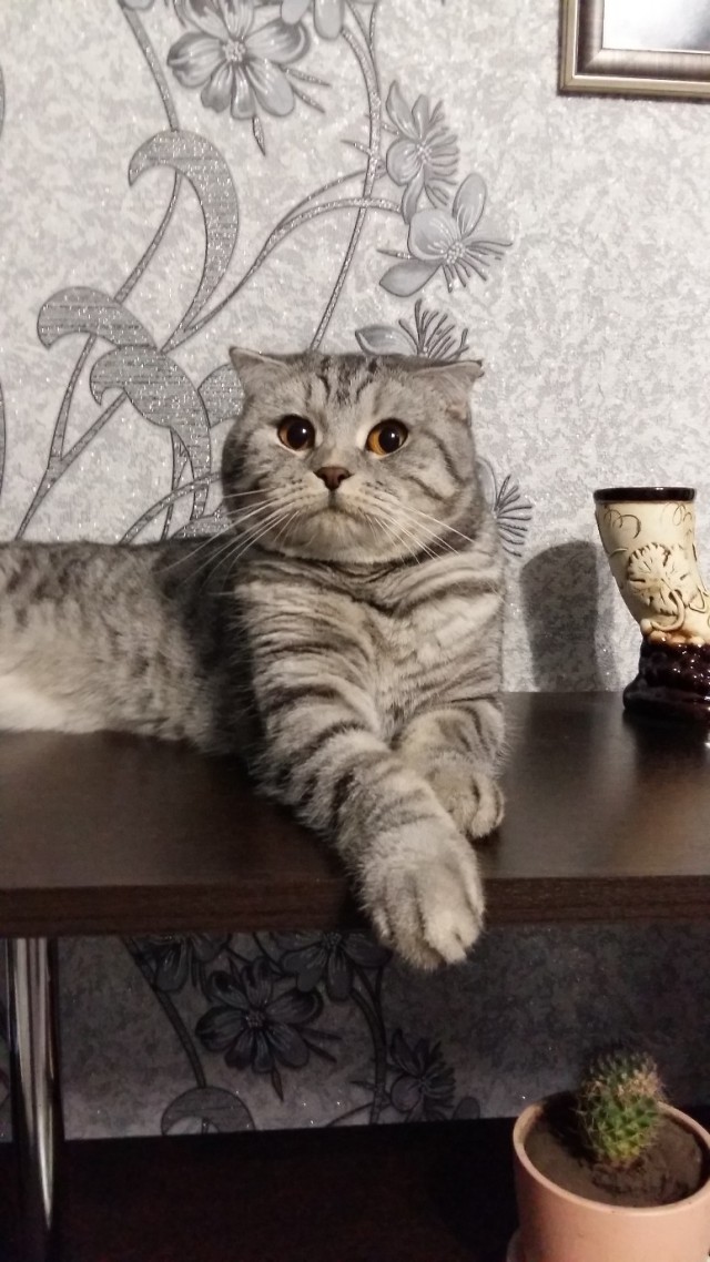 Забавные фото котеек