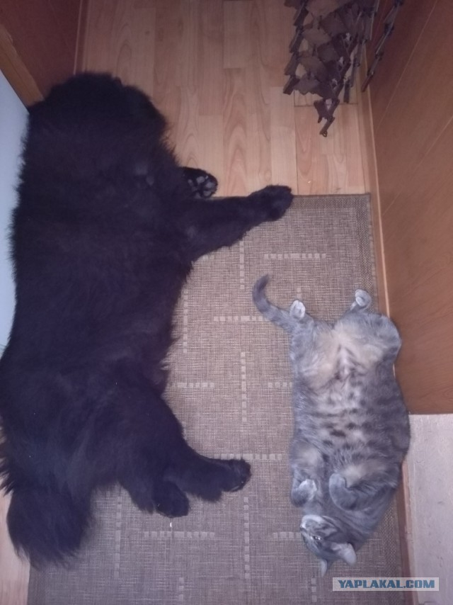 Как кошка с собакой