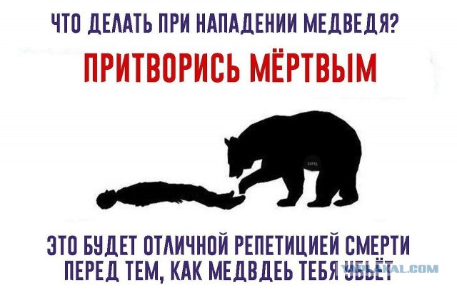 Если на вас напал медведь