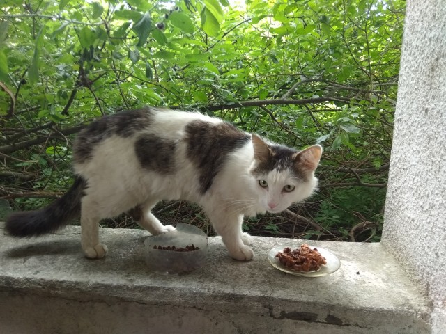 Котейка набралась сил
