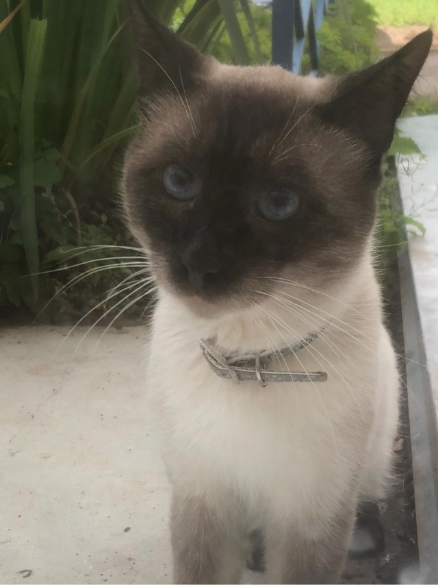 Котовторник