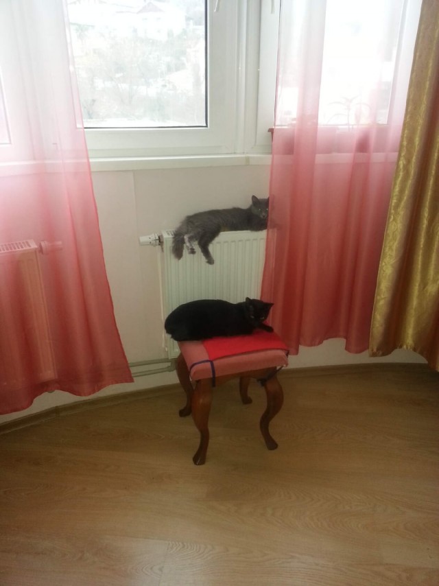 Эти забавные животные