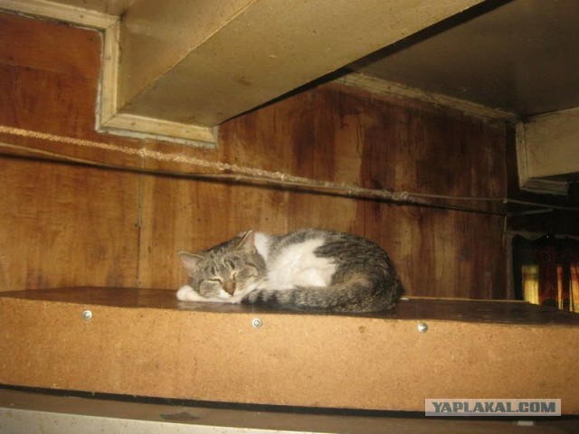 Жизнь домашнего приюта для котеек 317