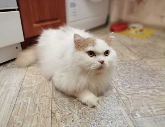 Спасение котейки из западни