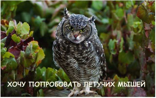 Картинки всякие 13.02.21