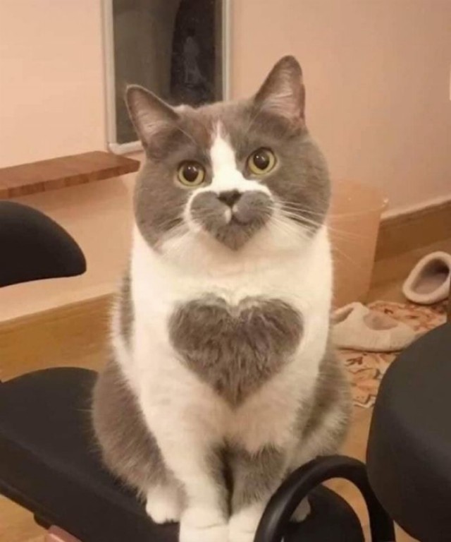 Котаны с забавным окрасом