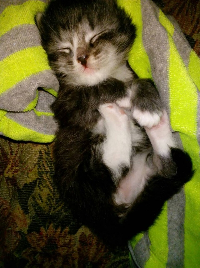 Котовторник же!