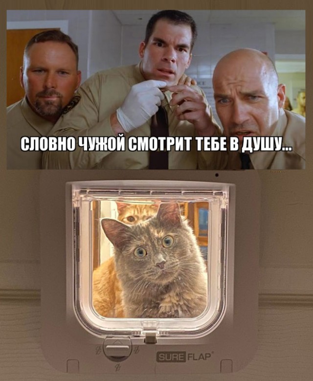 Кошки , кошечки, котяры 14.03.21