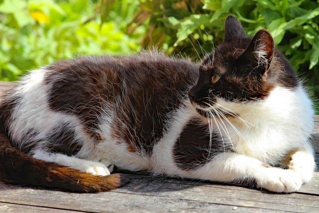 Которник