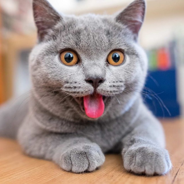 Разные котики