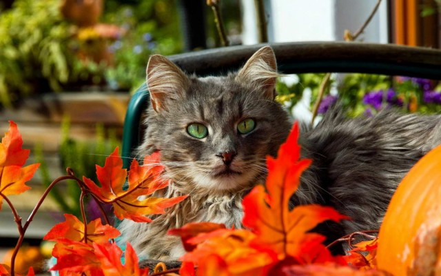 Разные котики