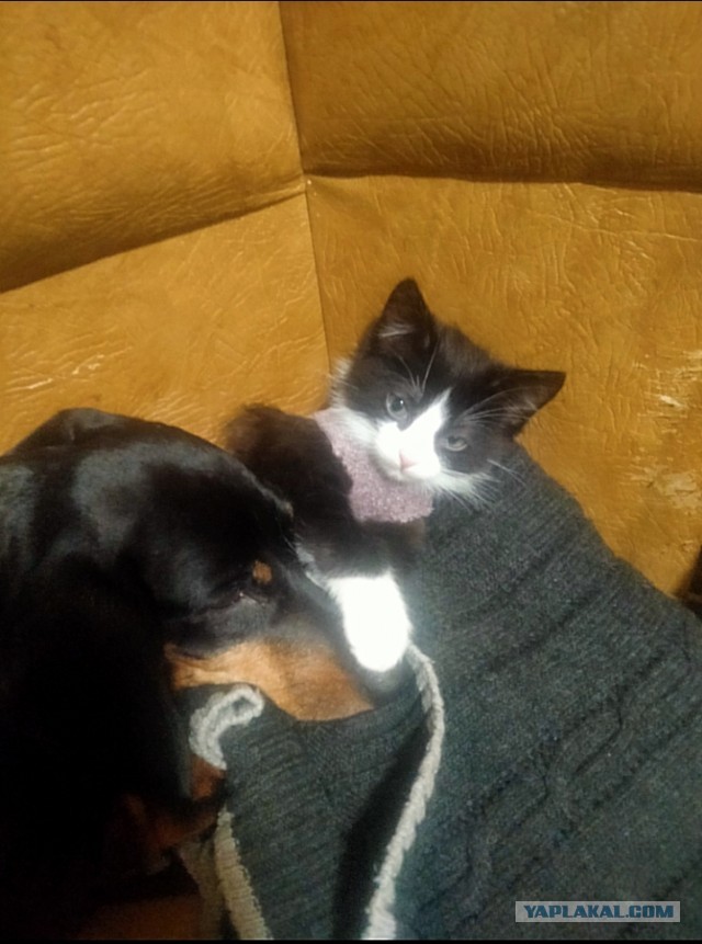 Котовторник так котовторник