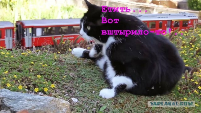 Гигантский кот чуть не устроил ж/д крушение в одном из городов Германии