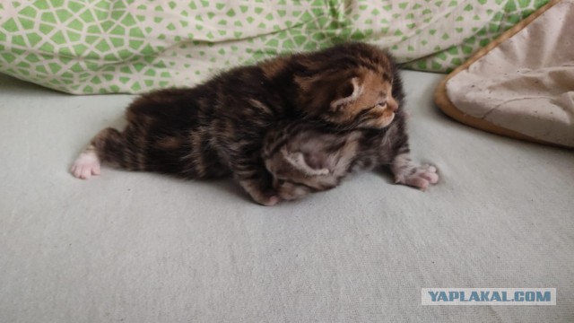 Котовторниковское