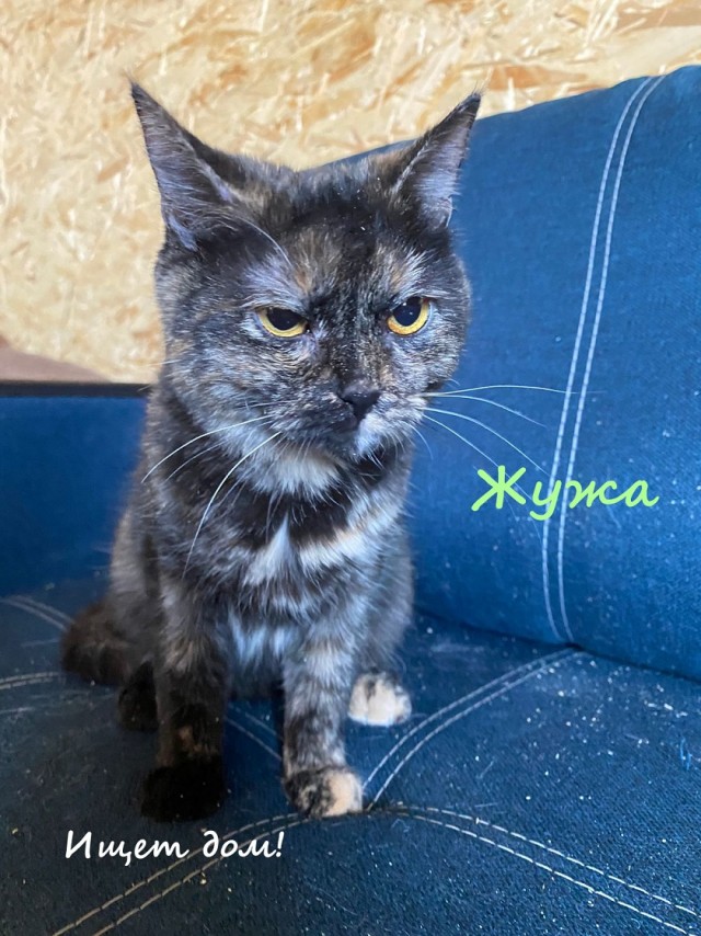 Жизнь домашнего приюта "Котоленд" 330