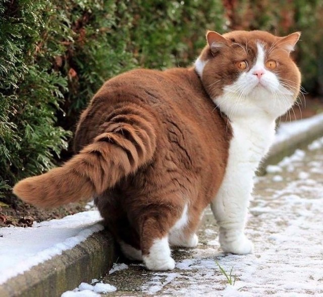 А это мой котан к котовторнику