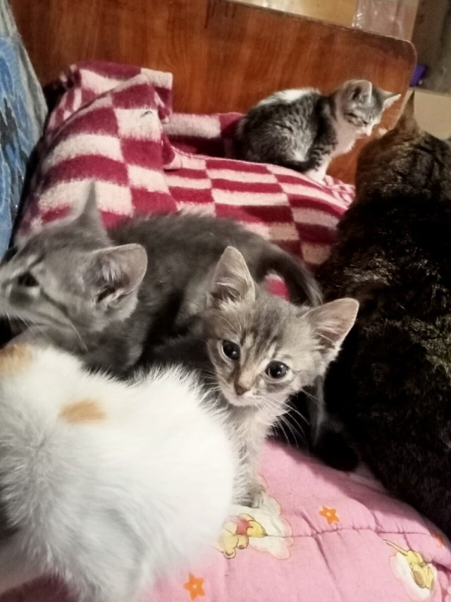 Котики в беде